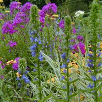 Photo Thumbnail #18: The tall Great Blue Lobelia is an excellent...