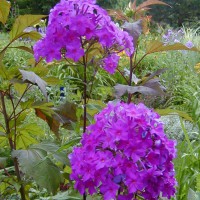 Photo Thumbnail #13: Starfire Phlox