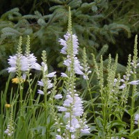 Photo Thumbnail #16: Obedient Plant 