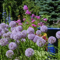 Photo Thumbnail #21: A late blooming Allium adds a nice globe form.