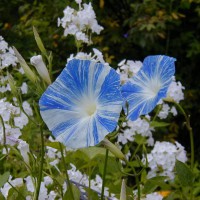 Photo Thumbnail #12: This is a new variety for me of morning glory....