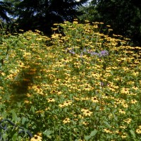 Photo Thumbnail #2: Brown Eyed Susans, branched coneflower native...