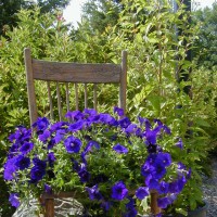 Photo Thumbnail #7: This SUPER TUNIA, Blue Velvet just keeps...