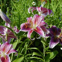 Photo Thumbnail #6: I have to keep the lillies caged with chicken...