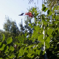 Photo Thumbnail #27: Can you see the humming bird visiting the...