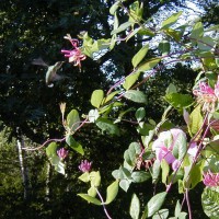 Photo Thumbnail #2: Honeysuckle Vine and Mandevilla Vine are a...