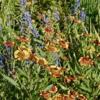 Photo Thumbnail #19: Helenium (Sneezeweed) and Great Blue Lobelia...