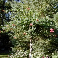 Photo Thumbnail #26: The Trumpet Vine is still blooming and the...