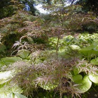 Photo Thumbnail #3: Fineleaf Japanese Maple and hosta Sum and...