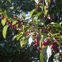 Photo Thumbnail #9: Crab apples that don\'t drop. Looks so pretty...