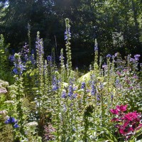 Photo Thumbnail #16: The hot pink plant is the Bloodleaf...