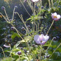 Photo Thumbnail #11: Anenome is so dainty and I love the buds.