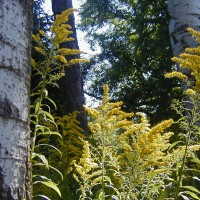 Photo Thumbnail #17: Goldenrod against the white bark of the Aspens....