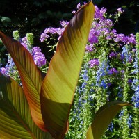 Photo Thumbnail #2: Canna, Wyoming, get a pretty orange flower. I...