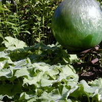 Photo Thumbnail #15: I use Ladies Mantle as a ground cover. I love...