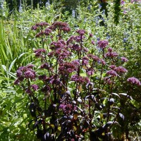 Photo Thumbnail #3: Sedum, Purple Emperor adds that burgundy that I...