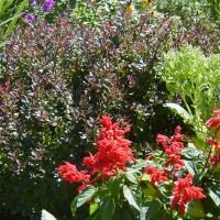 Photo Thumbnail #6: Pgymy Barberry and Salvia.