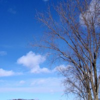 Photo Thumbnail #16: tall tree with the winter sky