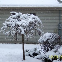 Photo Thumbnail #10: our weeping pea covered with snow 