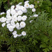 Photo Thumbnail #9: Feverfew, herb, blooms from late Spring until a...