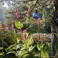 Photo Thumbnail #10: Fleece Flower blooms from early summer until a...