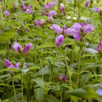 Photo Thumbnail #8: Turtlehead great late bloomer. Will do well in...