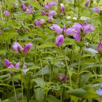 Photo Thumbnail #8: Turtlehead great late bloomer. Will do well in...