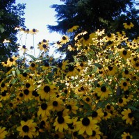 Photo Thumbnail #13: Branched Coneflower (Browneyed Susan) native