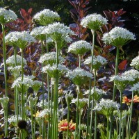 Photo Thumbnail #11: Garlic Chives the bees and Butterflies love it.