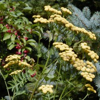 Photo Thumbnail #3: Tansy, a herb, attracts benificial insects....