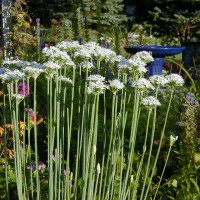 Photo Thumbnail #1: Garlic Chives yummy for cooking and salads....