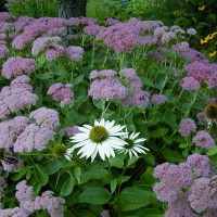 Photo Thumbnail #7: Autumn Joy Sedum and White Coneflower