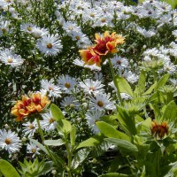 Photo Thumbnail #14: Goblin, Gaillardia and 12in white Aster