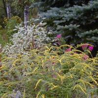 Photo Thumbnail #1: Fireworks Goldenrod