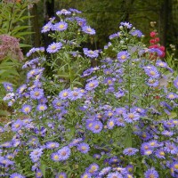 Photo Thumbnail #8: Purple Aster