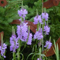 Photo Thumbnail #4: Obedient Plant