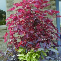 Photo Thumbnail #28: Bloodleaf Plant