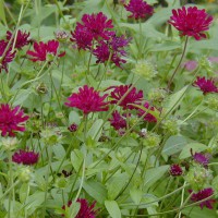 Photo Thumbnail #6: Knautia is a great LONG bloomer and I love the...