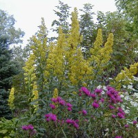 Photo Thumbnail #27: Hot pink Alma Potschke Aster, Stiff Goldenrod...