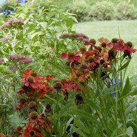 Photo Thumbnail #21: Helenium, Sneezeweed