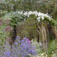 Photo Thumbnail #17: White Sweet Autumn Clematis is a very...