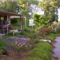 Photo Thumbnail #2: AFTER Front yard early summer 2008. Paved...