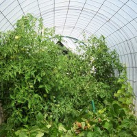 Photo Thumbnail #8: Tomatoes love the hoop house