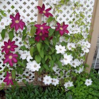 Photo Thumbnail #13: Clematis