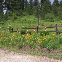 Photo Thumbnail #10: up the driveway California Poppies