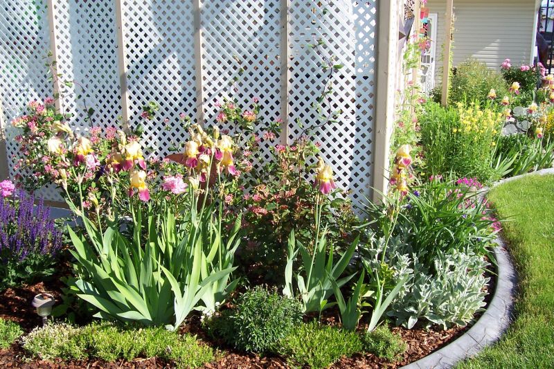 Landscaping Ideas > My new Garden | YardShare.com