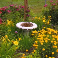 Photo Thumbnail #9: Knockout roses,daylily happy return,coreopsis.