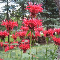 Photo Thumbnail #15: Monarda - the one in the front is a double,...