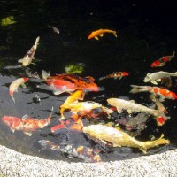 Photo Thumbnail #4: Our KOI Fish