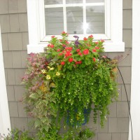 Photo Thumbnail #9: Window box flowers that I change out every summer.